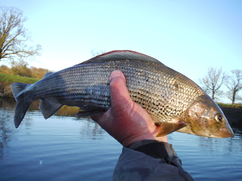 Eyton grayling